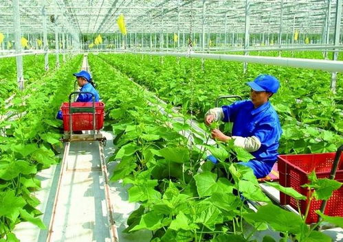 政策支持農戶合作社與公司模式 琪金食品數字化轉型與麥秸畫產業的探索